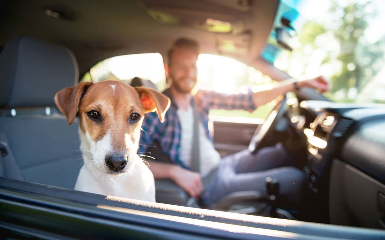Tails from the Trails; Buying Used Cars in Stafford, Va for Your Dog